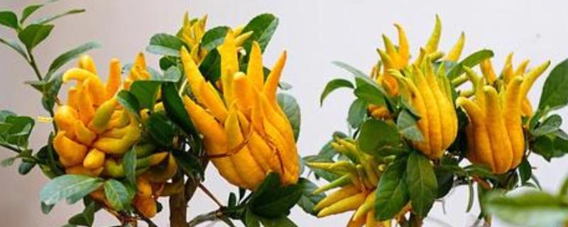 冬天佛手会冻死吗，可能会被冻死