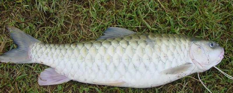 倒刺鲃与草鱼有什么区别，前者属于倒刺鲃属、后者属于草鱼属