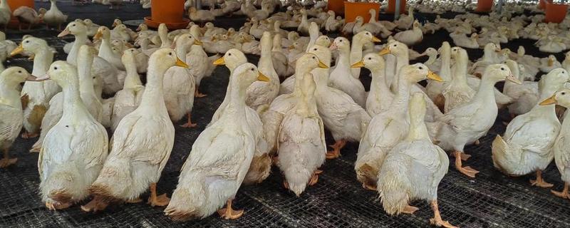 鸭子为什么拉白稀粪，常见环境潮湿、卫生差等原因