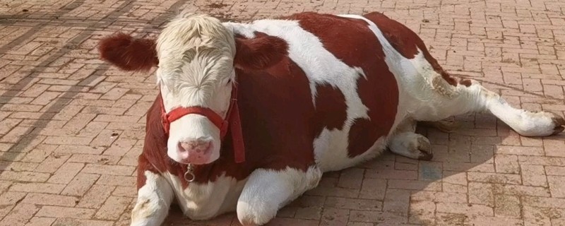 母牛流产了还能不能养，还能养