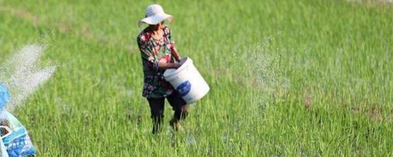 一亩水稻施多少尿素，可亩施25-35斤尿素