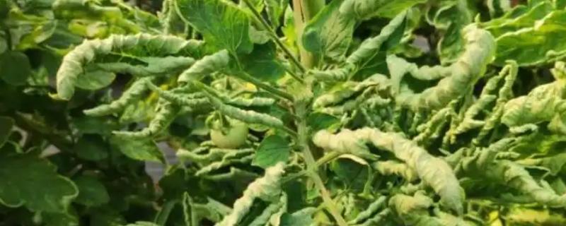 番茄卷叶的原因，分生理卷叶和病毒性卷叶