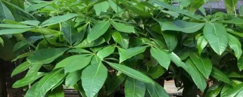 发财树好不好养，控制好温度和湿度便很好养