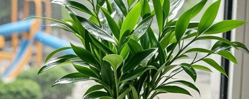 富贵竹多久换一次水，最好每周为其换一次水