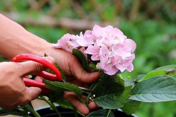 绣球花变黑的原因,可能是长期淋雨所致