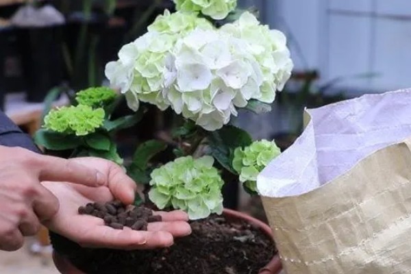 绣球花变黑的原因,可能是长期淋雨所致