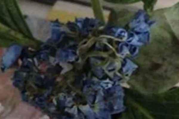 绣球花变黑的原因,可能是长期淋雨所致