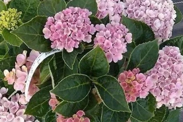 绣球花变黑的原因,可能是长期淋雨所致