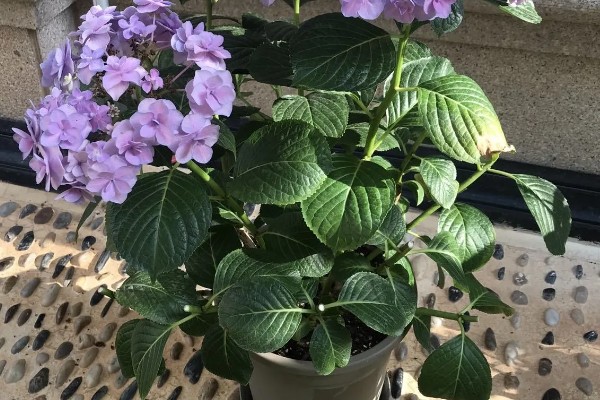 绣球花变黑的原因,可能是长期淋雨所致