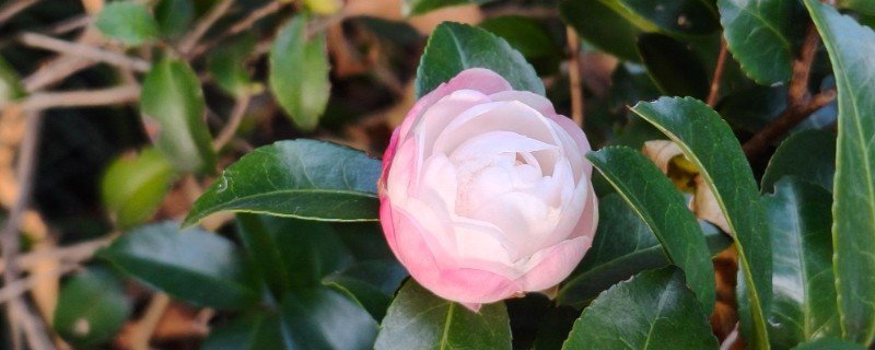 怎么养茶花，适合在偏酸性的土壤中种植