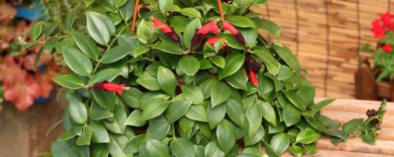 口红吊兰的扦插方法,插入深度大约为5厘米左右