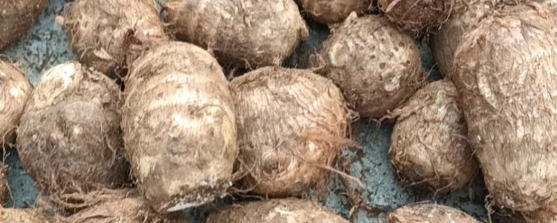 毛芋头需要哪种遮阳网，需要黑色的遮阳网