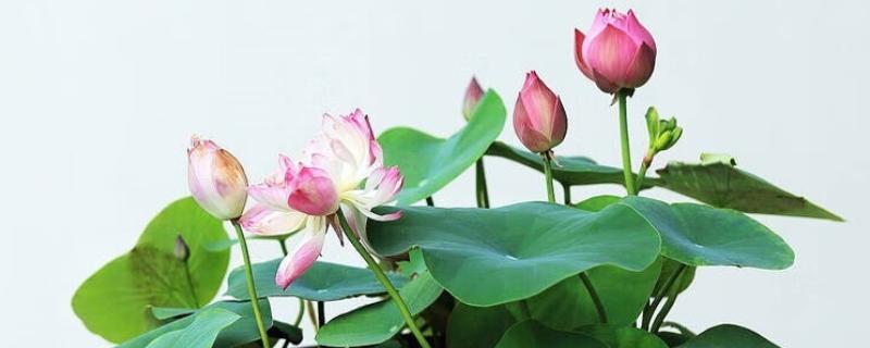 碗莲入土后的换水方法，可采取注水替换或吸水替换