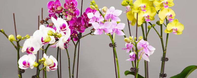 蝴蝶兰如何分株，将母株上的地下茎分开成数个分茎