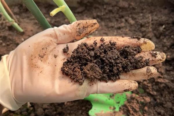 怎么在庭院中栽培葡萄，按照见干见湿的原则浇水