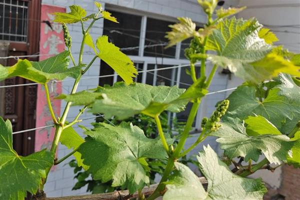 怎么在庭院中栽培葡萄，按照见干见湿的原则浇水