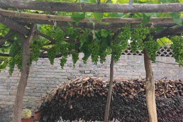 怎么在庭院中栽培葡萄，按照见干见湿的原则浇水