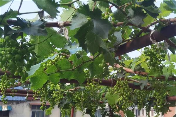 怎么在庭院中栽培葡萄，按照见干见湿的原则浇水
