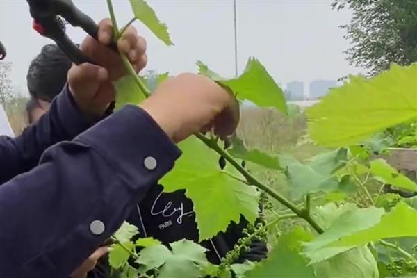 怎么在庭院中栽培葡萄，按照见干见湿的原则浇水