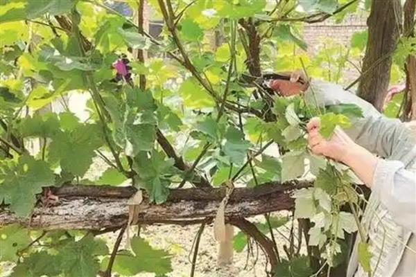 怎么在庭院中栽培葡萄，按照见干见湿的原则浇水