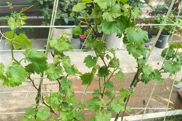 怎么在庭院中栽培葡萄，按照见干见湿的原则浇水