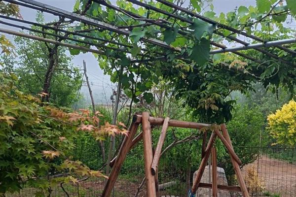 怎么在庭院中栽培葡萄，按照见干见湿的原则浇水