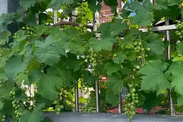怎么在庭院中栽培葡萄，按照见干见湿的原则浇水
