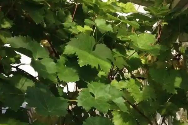 怎么在庭院中栽培葡萄，按照见干见湿的原则浇水