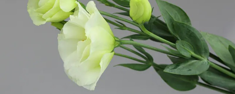 桔梗有什么花语，不同颜色代表的含义有区别