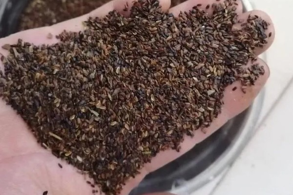 桔梗有什么花语,不同颜色代表的含义有区别