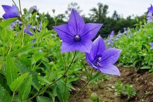 桔梗有什么花语,不同颜色代表的含义有区别