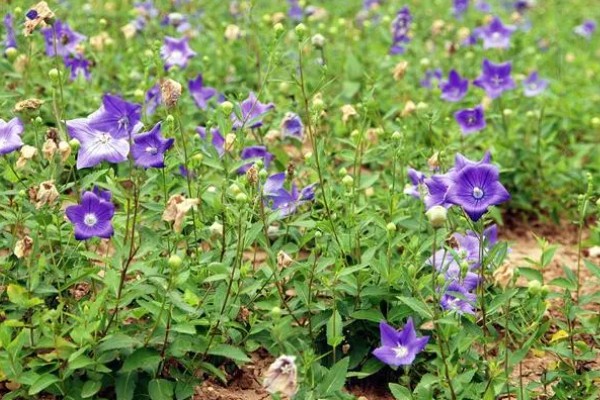 桔梗有什么花语,不同颜色代表的含义有区别