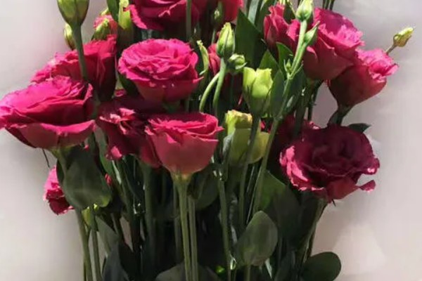 桔梗有什么花语,不同颜色代表的含义有区别