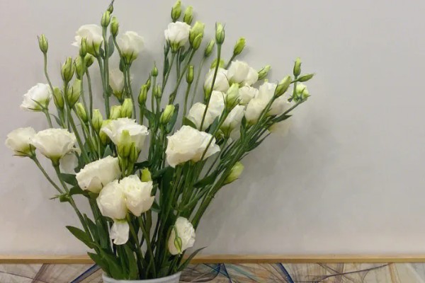 桔梗有什么花语,不同颜色代表的含义有区别