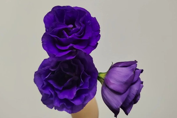 桔梗有什么花语,不同颜色代表的含义有区别