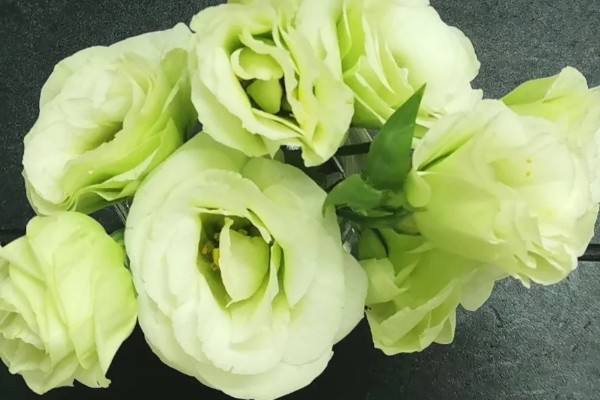 桔梗有什么花语,不同颜色代表的含义有区别