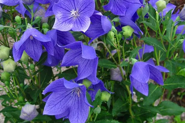 桔梗有什么花语,不同颜色代表的含义有区别