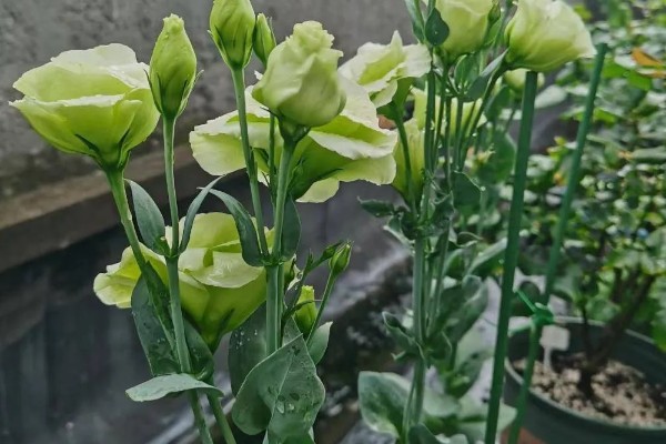 桔梗有什么花语,不同颜色代表的含义有区别