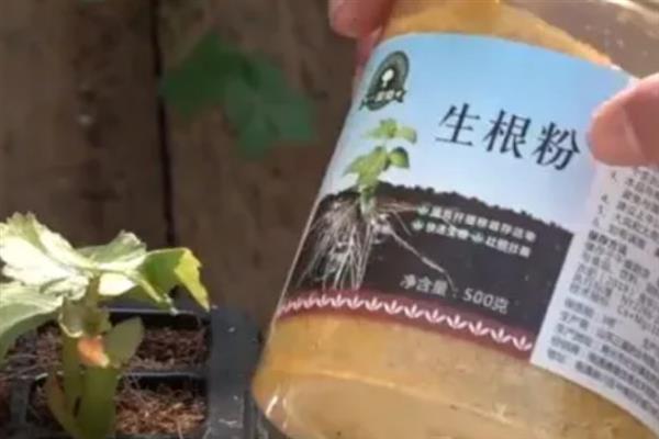 多菌灵和生根粉可以一起用吗，不可以同时用