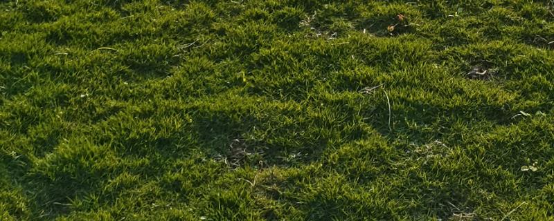 草坪草籽的播种方法，草籽种子与杀菌剂搅拌均匀播种