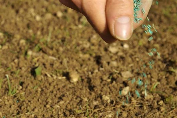 草坪草籽的播种方法，草籽种子与杀菌剂搅拌均匀播种