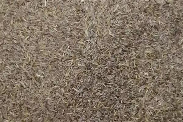 草坪草籽的播种方法，草籽种子与杀菌剂搅拌均匀播种