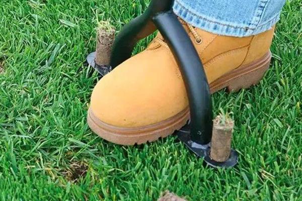 草坪草籽的播种方法，草籽种子与杀菌剂搅拌均匀播种