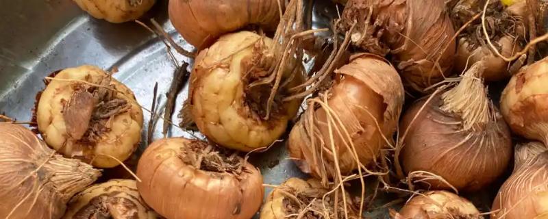 唐菖蒲种球的栽培时间，春秋季节有利于种球发芽