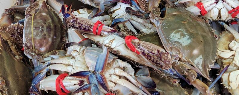 如何挑选梭子蟹，腿脚齐全代表体内营养充足