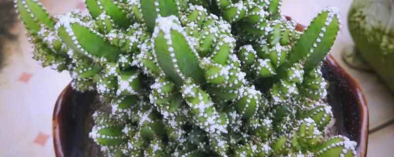 万重山变褐能不能恢复，过度浇水时更换疏松透气的砂壤土便可恢复生长