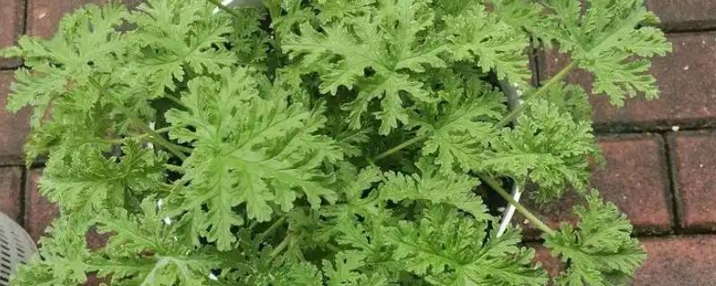 驱蚊草的耐寒温度，可以忍耐0℃的低温