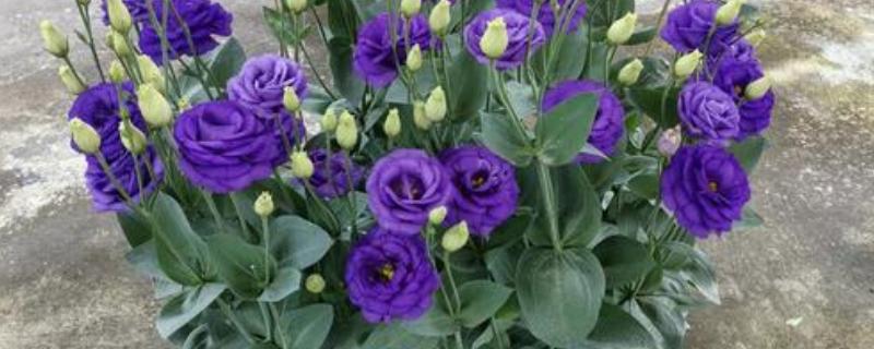 洋桔梗盆栽养护方法，春秋季节每隔2-3天浇一次水