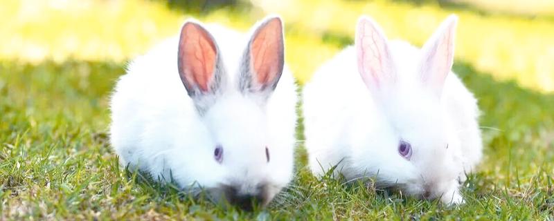 大型兔子有什么品种，海棠兔、法种垂耳兔等品种的体型较大