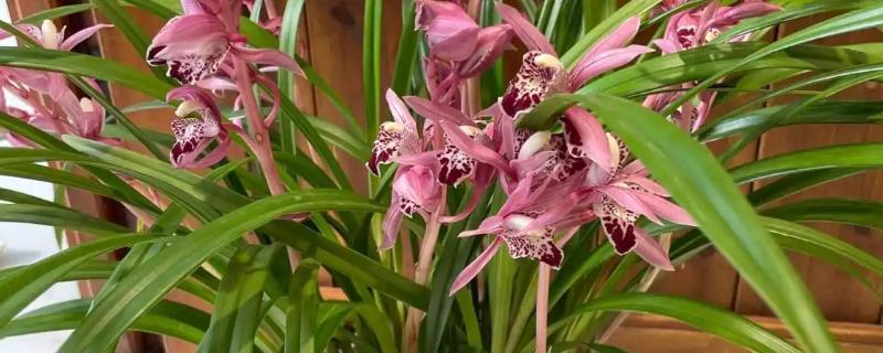 兰花为什么会空根，缺水、营养不足、土壤不透气都会造成